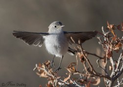 gnatcatcher